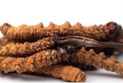 Cordyceps