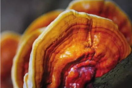 Excellium