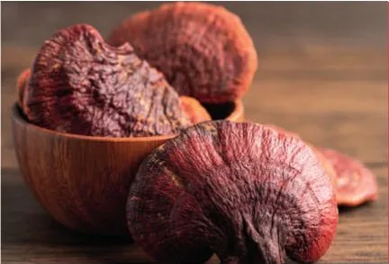 Ganoderma lucidum